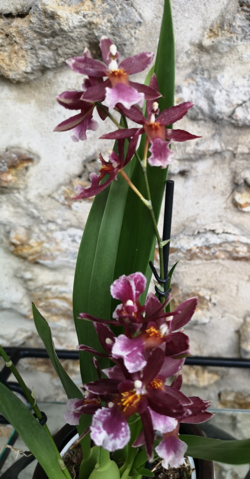 10b