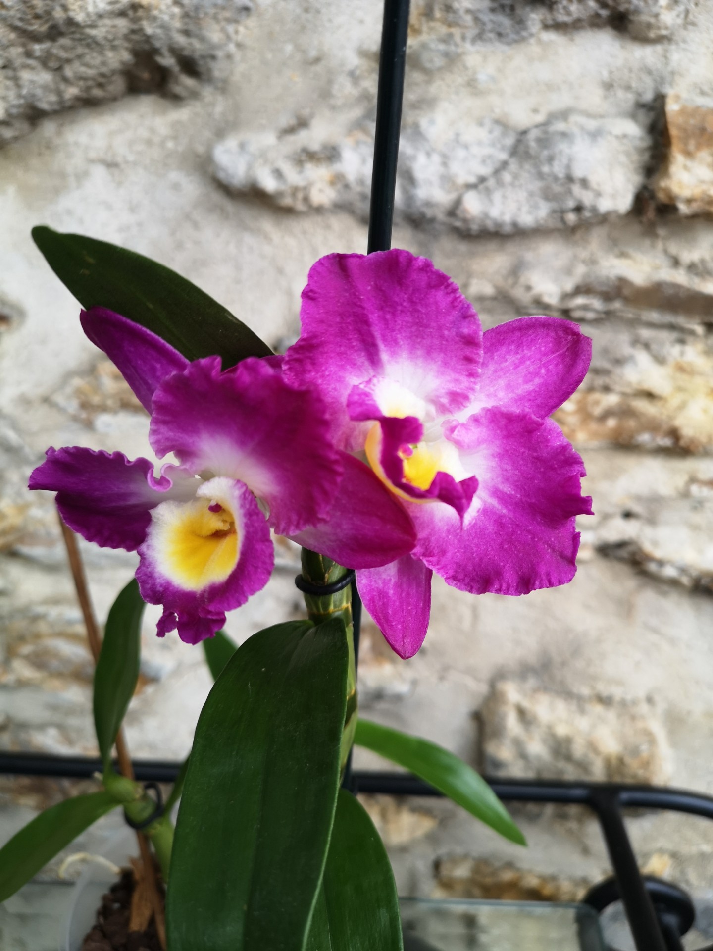 10c