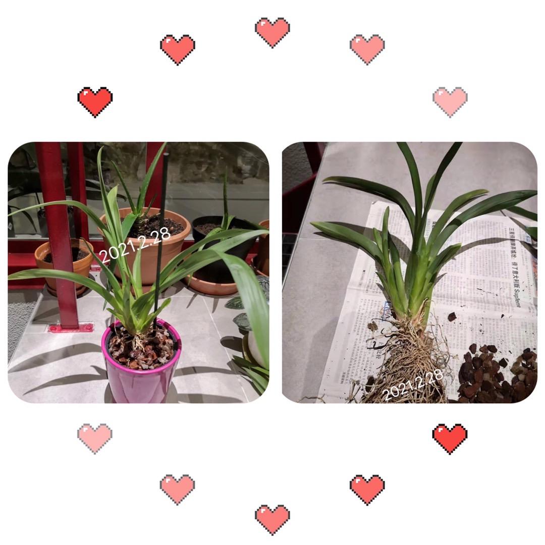 Miltonia P1
