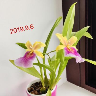 20190906