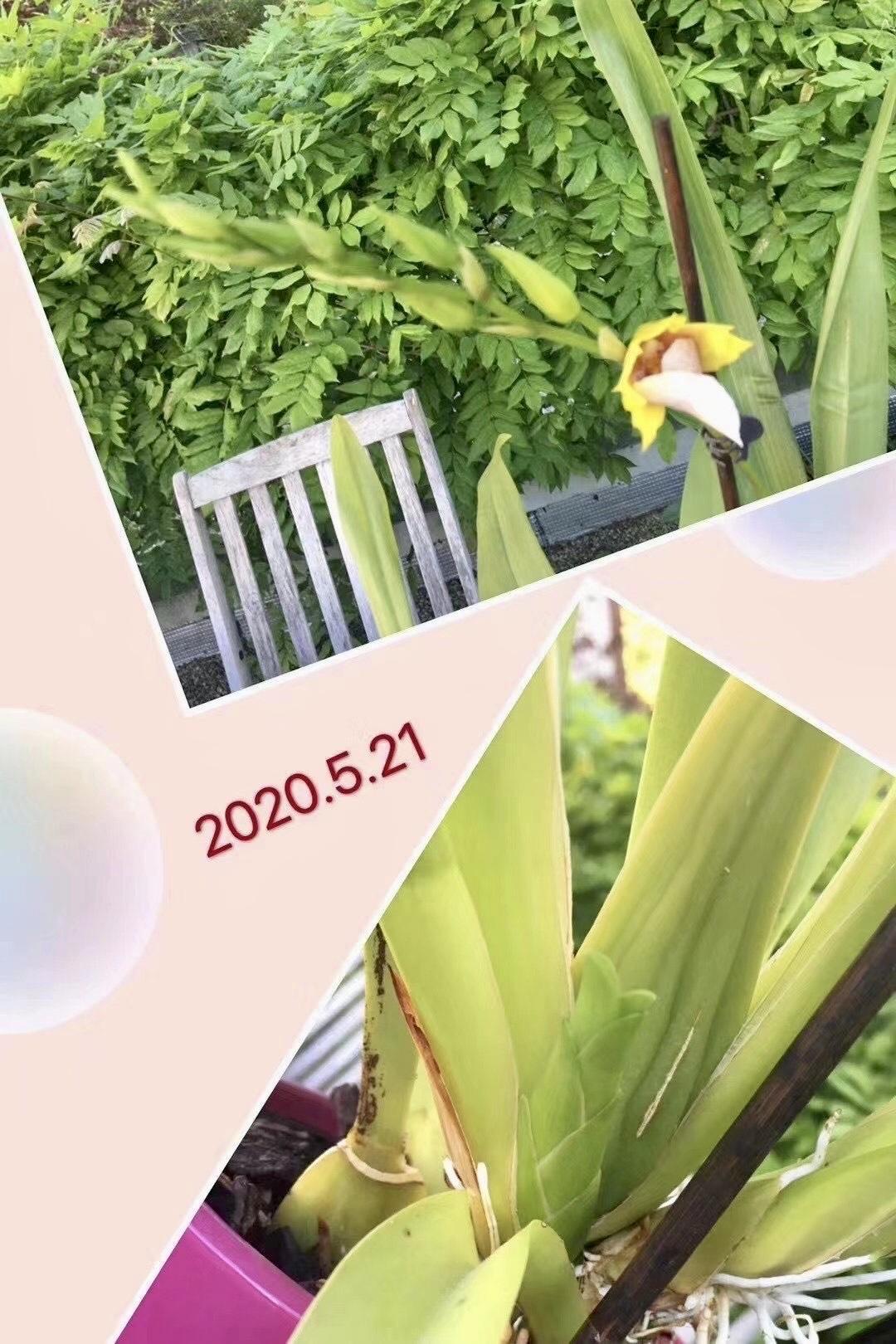 20200521