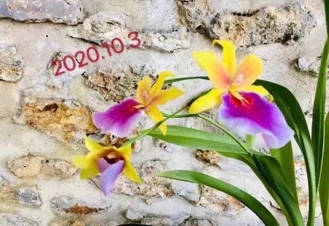 20201003
