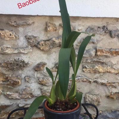 Baobao