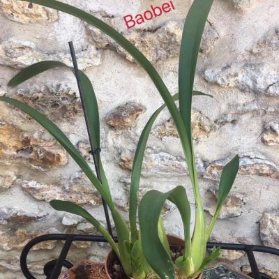 Baobei