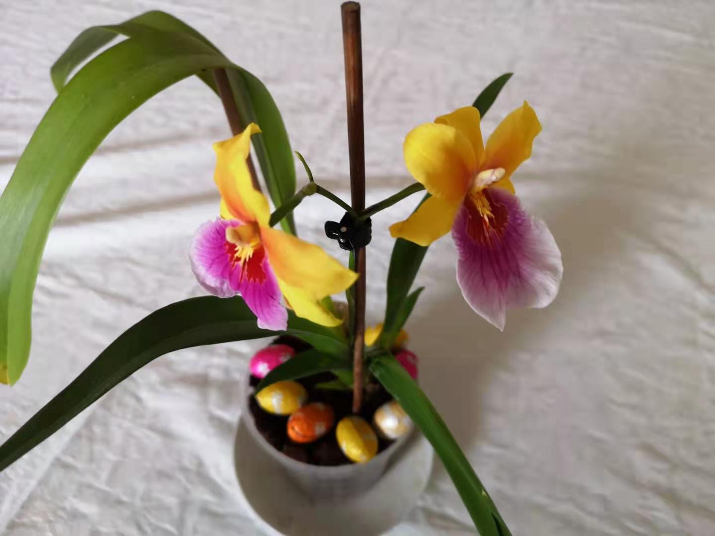 Floraison g2
