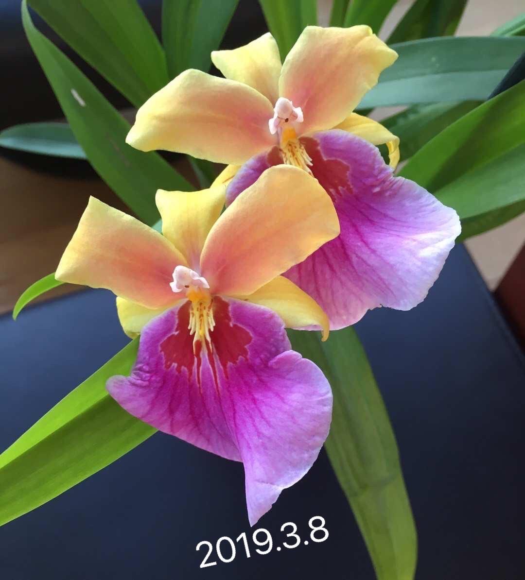 Floraison2