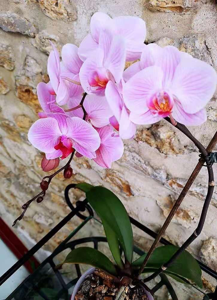 Plante mere