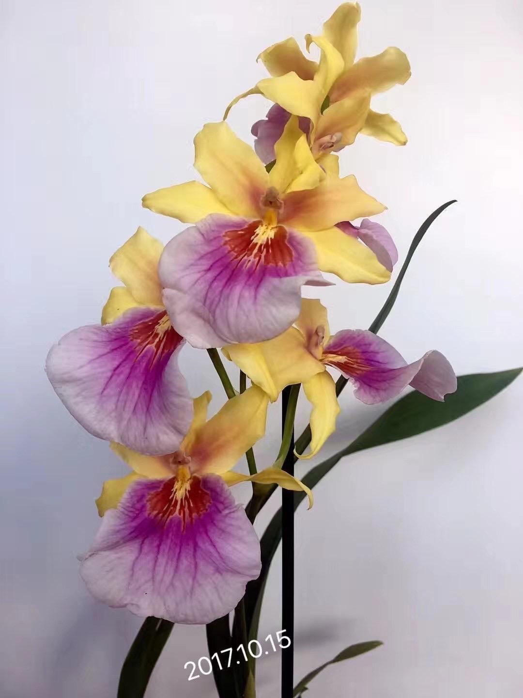 Premier miltonia