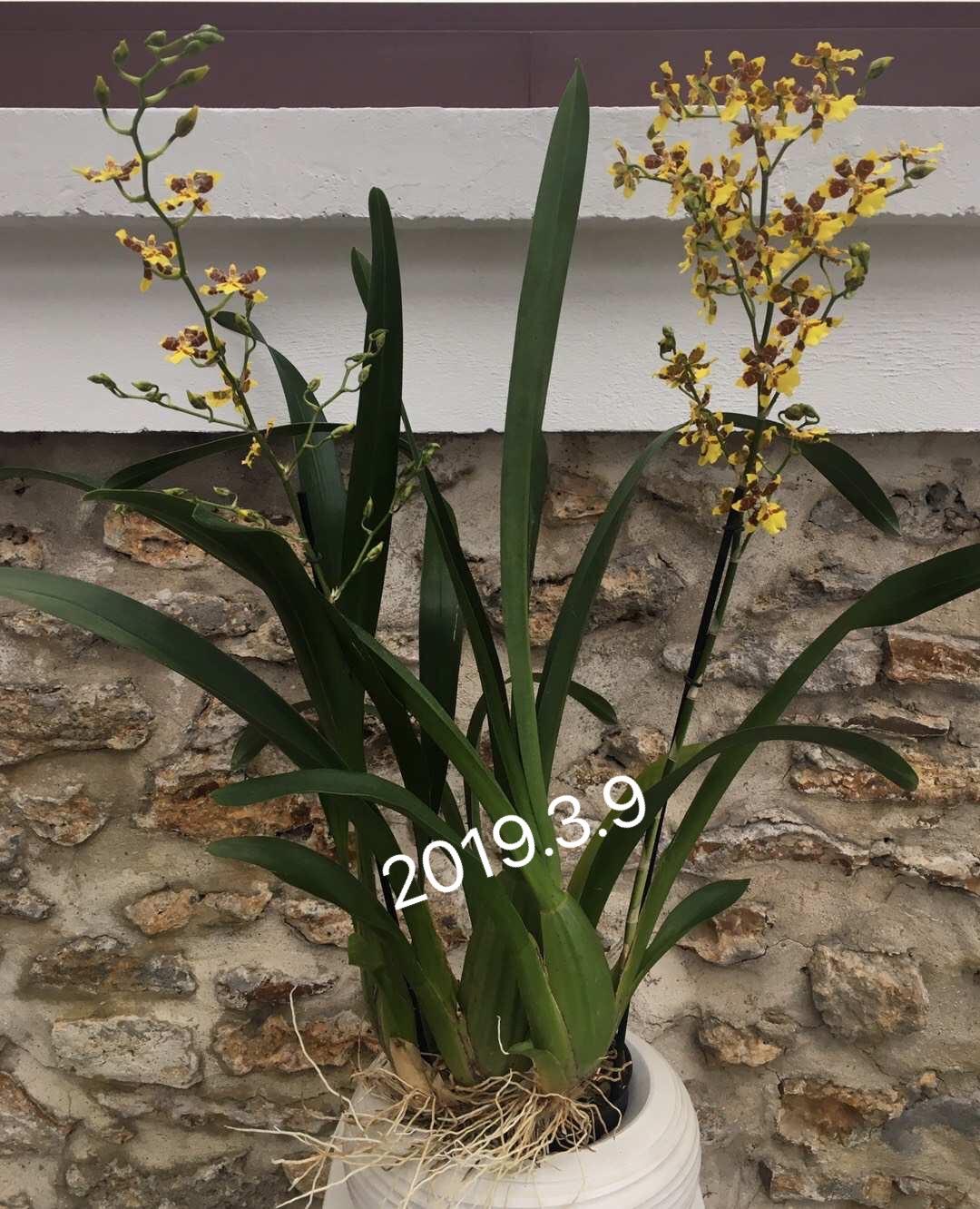Premier oncidium
