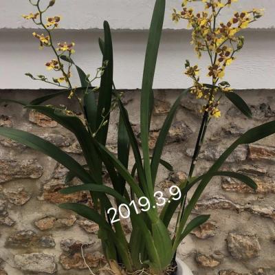 Premier oncidium