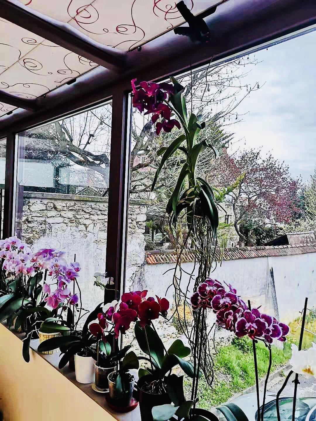 Vanda 4 7