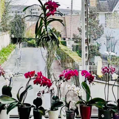 Vanda 4 8