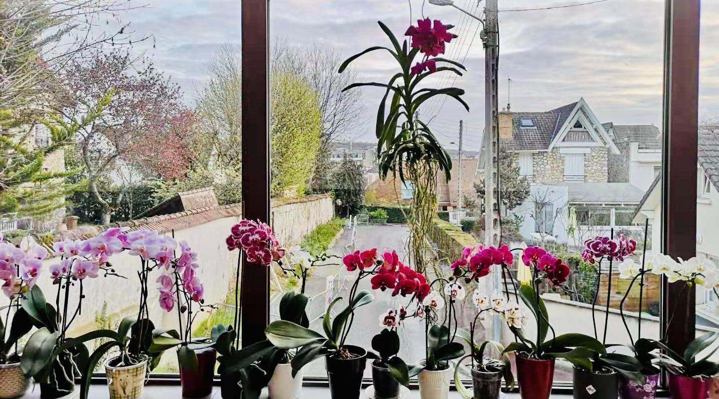 Vanda 8 4