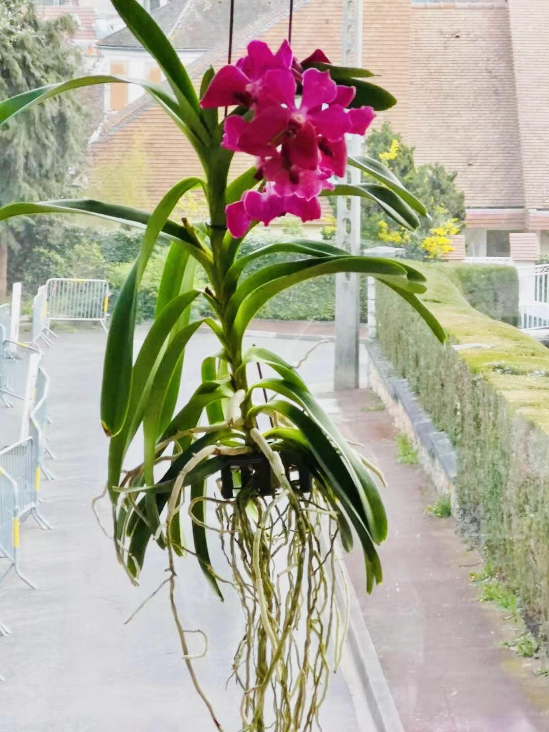 Vanda